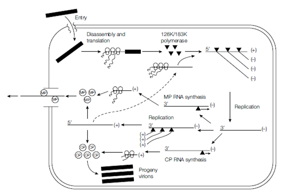 940_Viroids and satellites 1.png